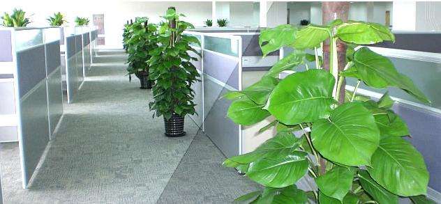 办公室办公区域植物租摆