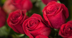 不同颜色玫瑰花的花语是什么,玫瑰花语大全