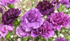 母亲之花康乃馨的花语是什么?12朵紫色康乃馨花