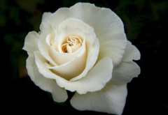 白色玫瑰鲜花图片大全