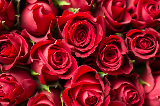 11朵玫瑰花语及寓意：最爱你，只在乎你一人！
