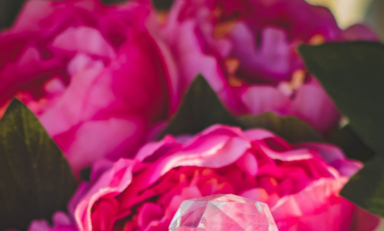 紫玫瑰的花语是什么？送紫玫瑰代表什么？