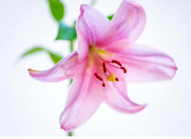常见的4种颜色的百合花语是什么？
