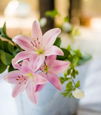 粉色百合花的花语是什么？含义是什么？