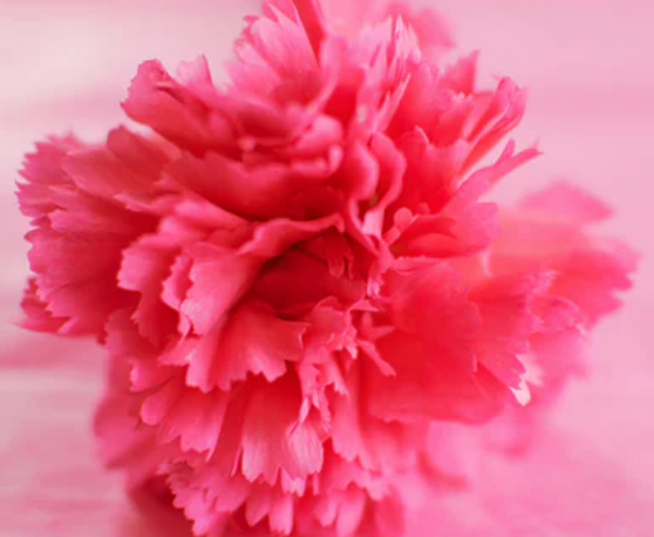 4种不同颜色康乃馨花的花语是什么