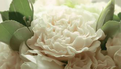 白色康乃馨送花禁忌，康乃馨养植小常识，白色康乃馨的花语是什么？