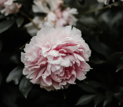 粉色康乃馨的花语是什么?适合送什么人？