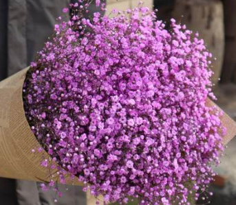 满天星花的颜色有哪些？紫色满天星的花语是什么？