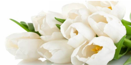 白色郁金香花语是什么?郁金香花的花语大全