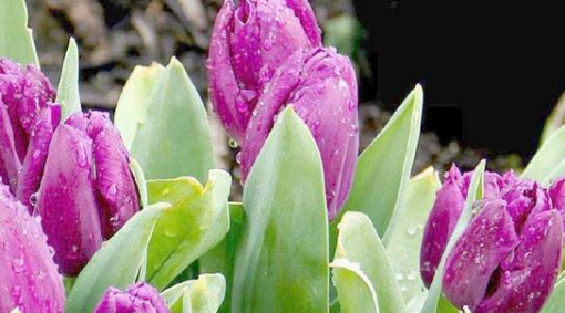 紫色郁金香花语是什么?不同朵数郁金香的花语大全