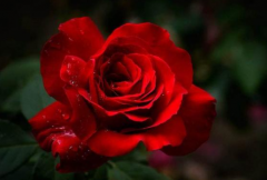揭秘玫瑰花不同多数枝数的花语大全