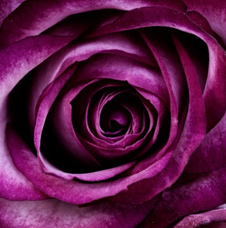 紫色玫瑰花图片大全