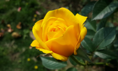 黄色玫瑰鲜花图片大全