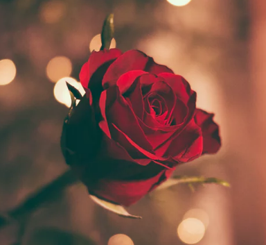 1朵玫瑰花的花语：我的心中只有你！