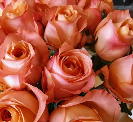 粉玫瑰花的花语是什么？不同朵数粉色玫瑰花语