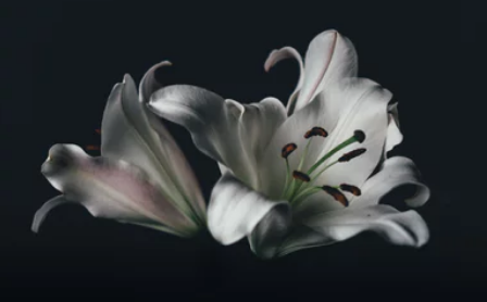 白色百合花的花语是什么？送白色百合花的含义是？
