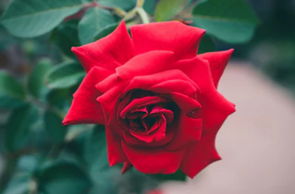 七夕情人节送不同朵数玫瑰花代表什么？