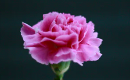 康乃馨鲜花的花语是什么，粉色康乃馨的花语是什么