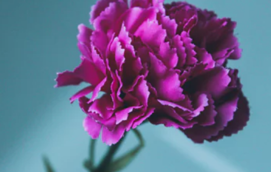 紫色康乃馨的花语是什么,不同颜色康乃馨的花语