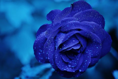 不同朵数的蓝色妖姬花语是什么？
